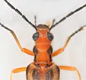 Xanthochroa lateralis - Xanthochroa lateralis