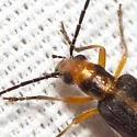 Xanthochroa lateralis - photo 2