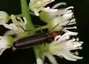 Xanthochroa lateralis - photo 3