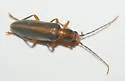 Xanthochroa lateralis - photo 5