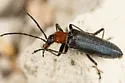 Xanthochroa marina