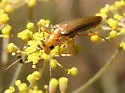 Xanthochroa testacea