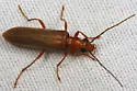 Xanthochroa testacea - photo 2
