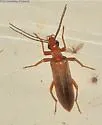 Xanthochroa testacea - photo 3