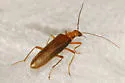 Xanthochroa testacea - photo 4