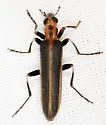 Xanthochroa trinotata - photo 2