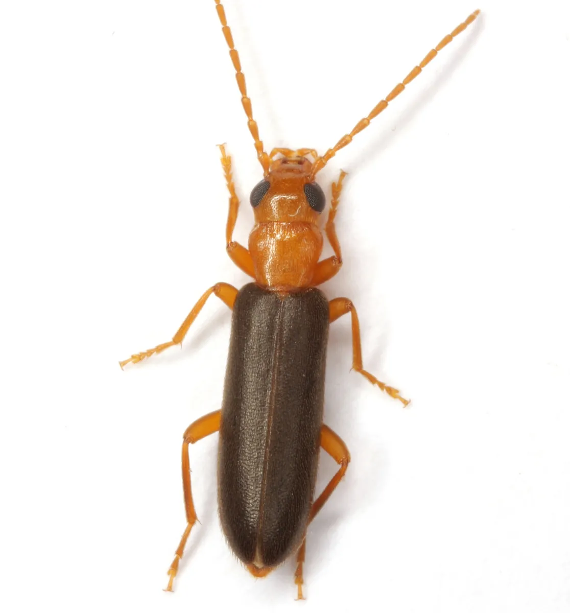 Xanthochroina bicolor - Xanthochroina bicolor