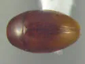 Xanthocomus attenuatus