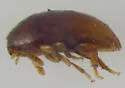 Xanthocomus attenuatus - photo 2
