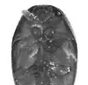 Xanthocomus attenuatus - photo 4