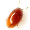 Xanthocomus concinnus 0