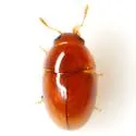 Xanthocomus rutilans - photo 2