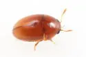 Xanthocomus rutilans - photo 3