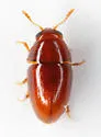 Xanthocomus rutilans - photo 4