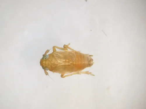 Xanthodelphax straminea - photo 4