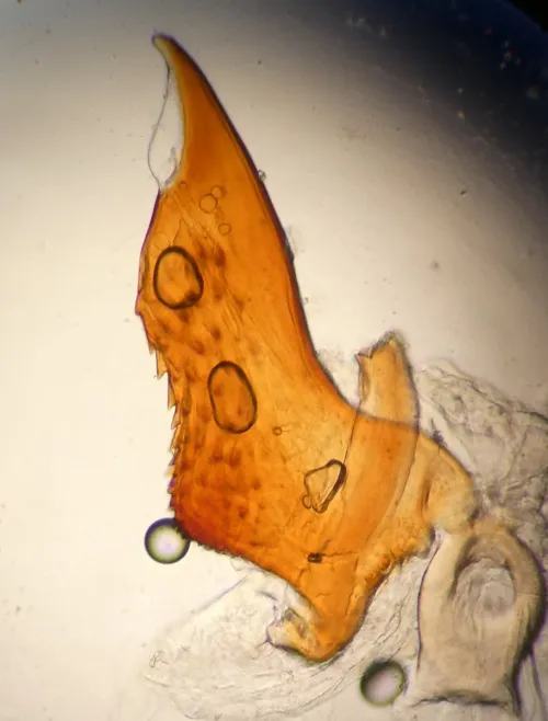 Xanthodelphax straminea - photo 5