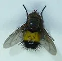 Xanthoepalpus bicolor - photo 5