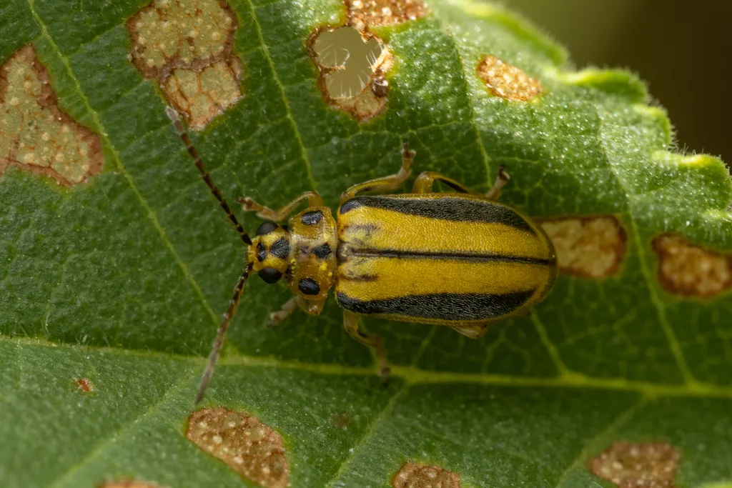 Elm Leaf Beetle - photo 2