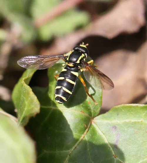 Xanthogramma citrofasciatum