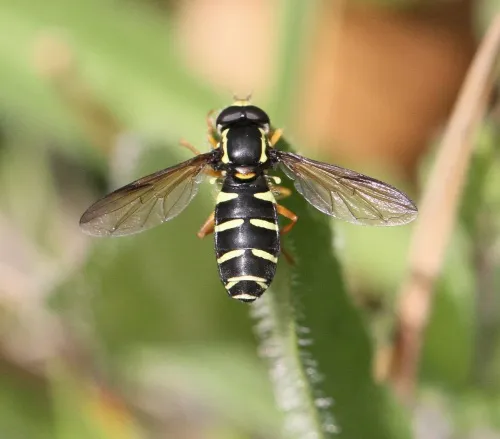 Xanthogramma citrofasciatum - photo 2