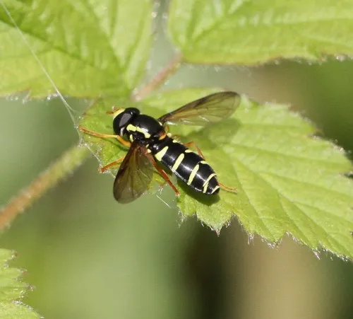 Xanthogramma citrofasciatum - photo 3