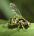 Xanthogramma flavipes