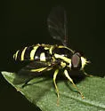 Xanthogramma flavipes - photo 2