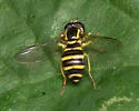 Xanthogramma flavipes - photo 3