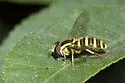 Xanthogramma flavipes - photo 4