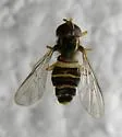 Xanthogramma flavipes - photo 5