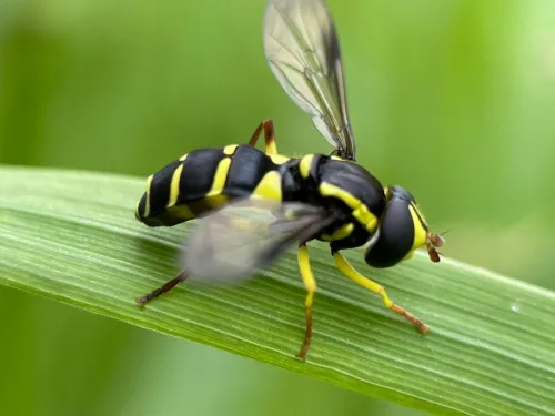 Xanthogramma pedissequum sensu stricto
