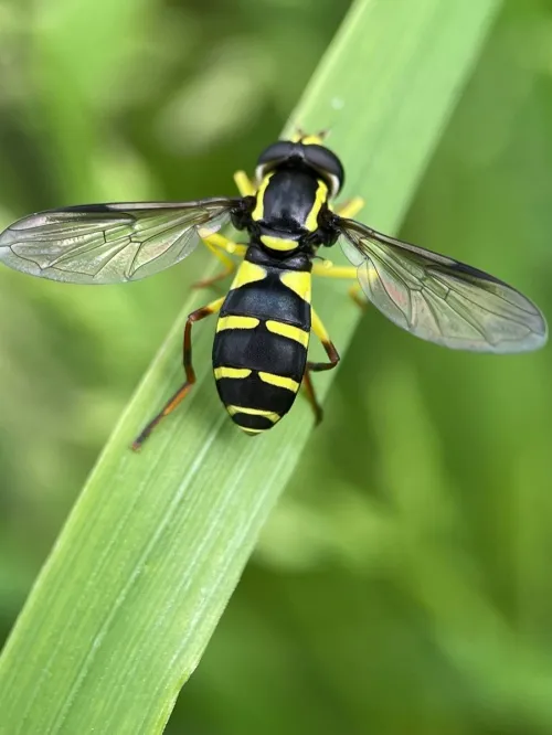 Xanthogramma pedissequum sensu stricto - photo 2