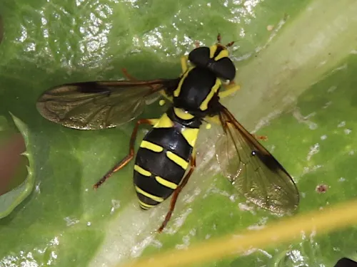 Xanthogramma pedissequum sensu stricto - photo 3