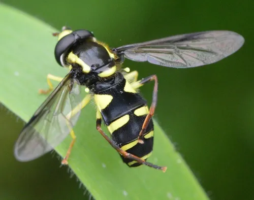 Xanthogramma pedissequum sensu stricto - photo 4