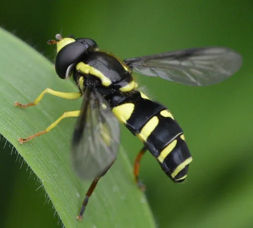 Xanthogramma pedissequum sensu stricto - photo 5