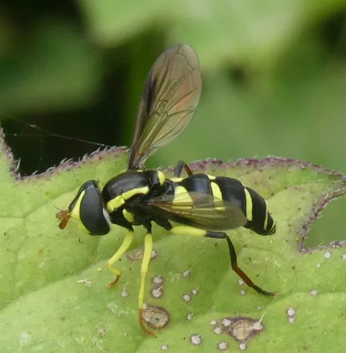 Xanthogramma pedissequum sensu stricto - photo 6