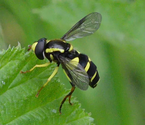Xanthogramma pedissequum sensu stricto - photo 7