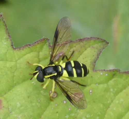 Xanthogramma pedissequum sensu stricto - photo 8