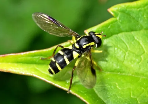 Xanthogramma pedissequum sensu lato - photo 2