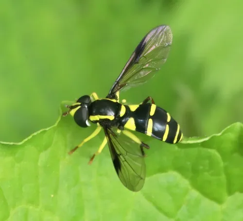 Xanthogramma pedissequum sensu lato - photo 3