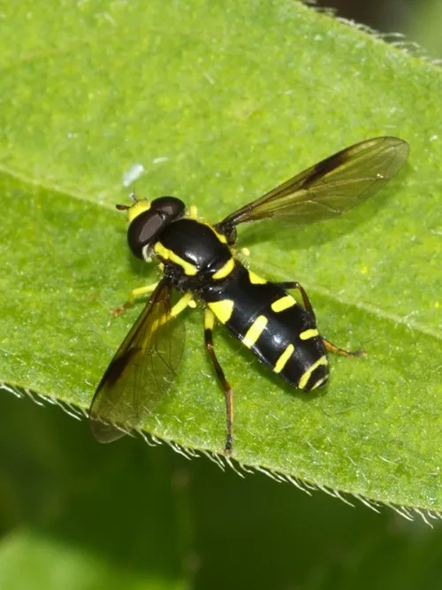 Xanthogramma pedissequum sensu lato - photo 4