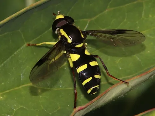Xanthogramma pedissequum sensu lato - photo 5