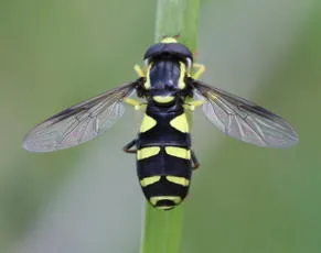 Xanthogramma pedissequum sensu lato - photo 6
