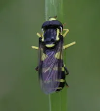 Xanthogramma pedissequum sensu lato - photo 8