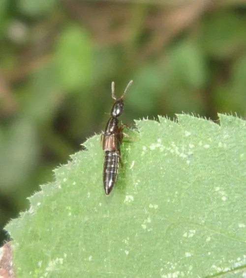 Xantholinus linearis - Xantholinus linearis