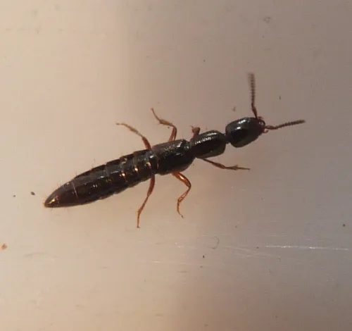Xantholinus linearis - photo 2