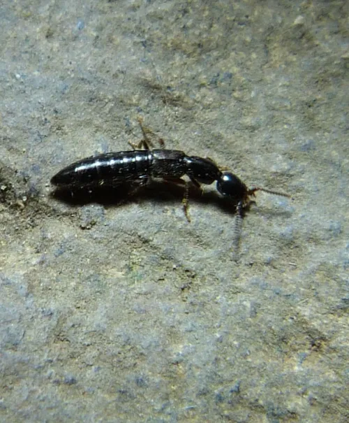 Xantholinus linearis - photo 3