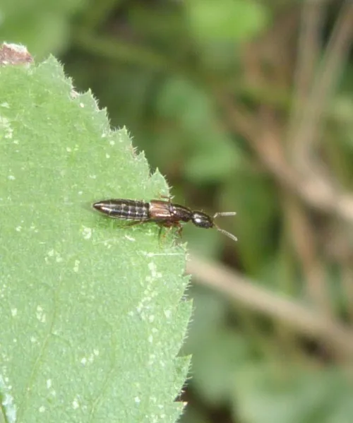 Xantholinus linearis - photo 5