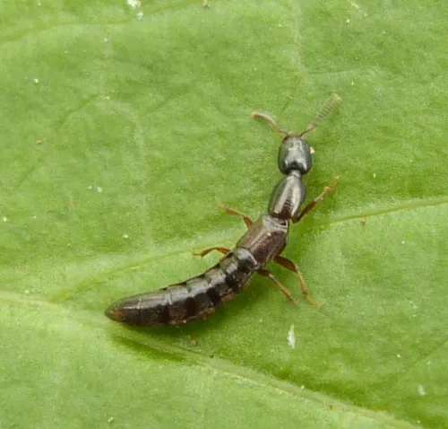 Xantholinus longiventris