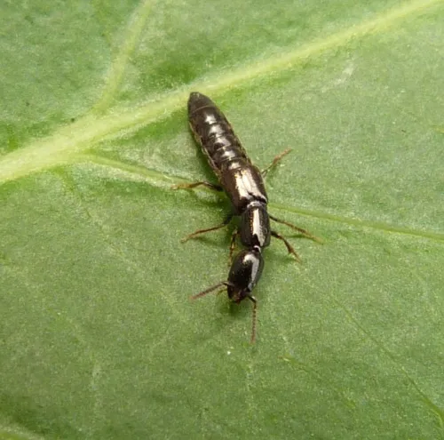 Xantholinus longiventris - photo 2